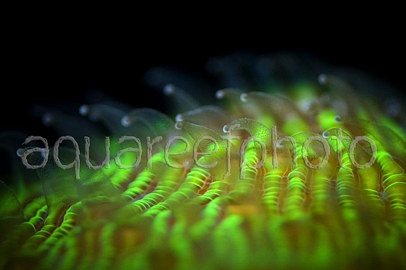 Fungia repanda 01