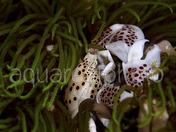 Neopetrolisthes oshimai 03