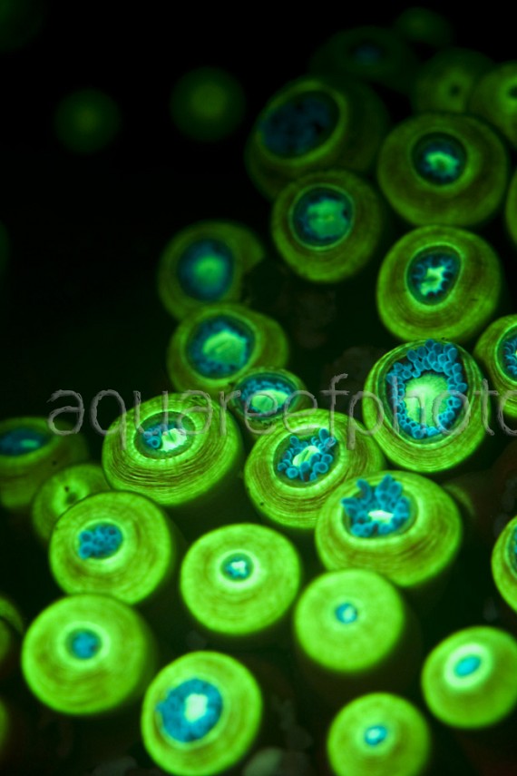 Zoanthus 04