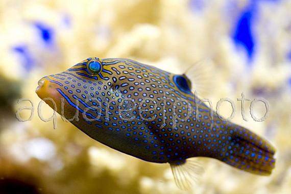 Canthigaster solandri 02