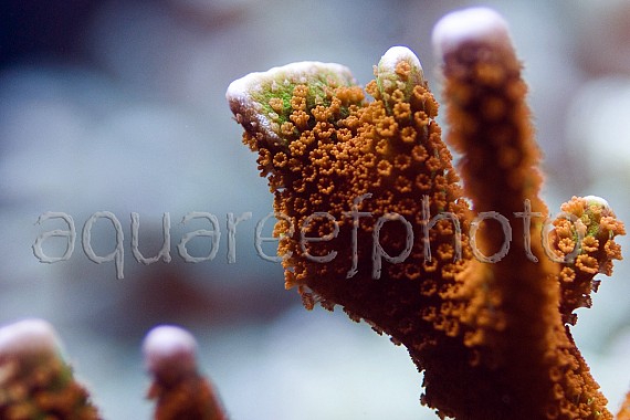 Montipora samarensis 02
