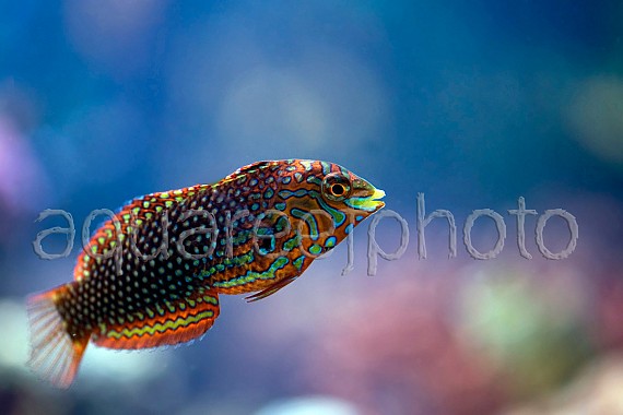 Macropharyngodon ornatus 02