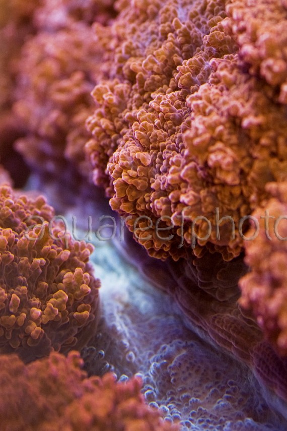 Lobophyllia hemprichii 02
