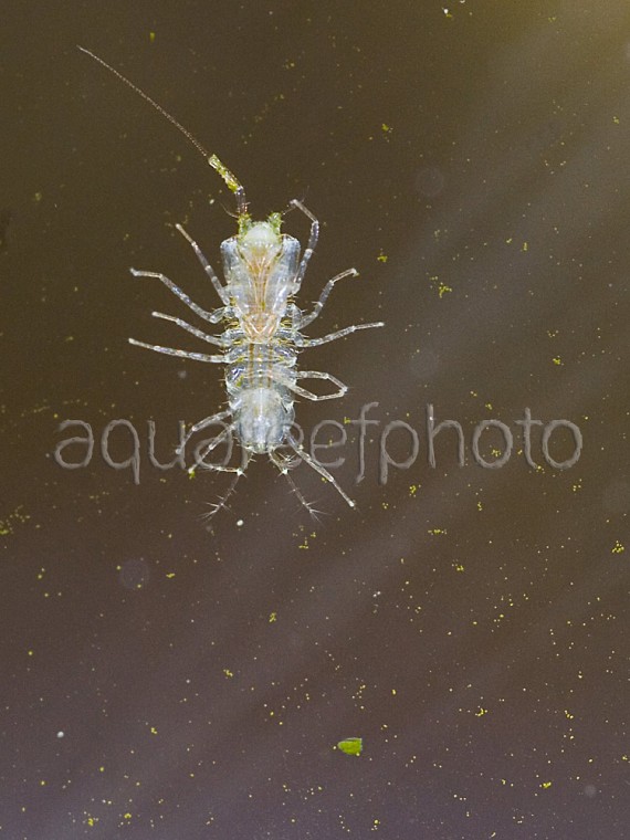 Amphipode 02