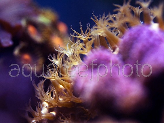 Eunicea polyps 02