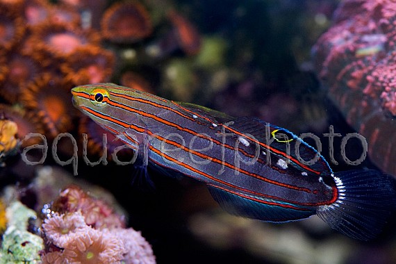 Amblygobius rainfordi 05