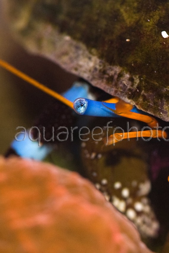 Calcinus elegans 04