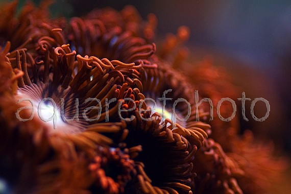 Zoanthus 16