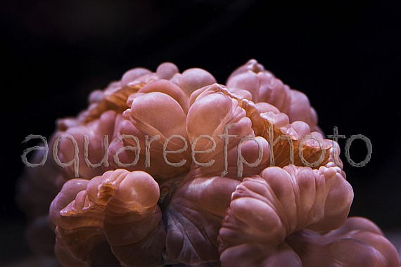 Nemenzophyllia turbida 03