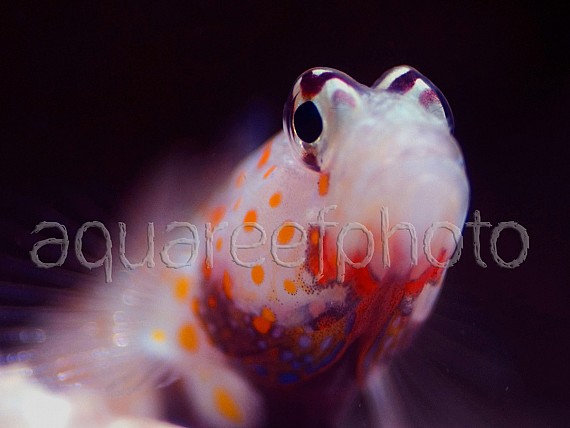 Amblyeleoris guttata 14