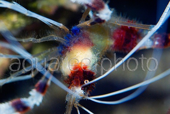Stenopus hispidus 02