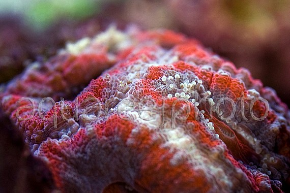 Acanthastrea lordhowensis 08