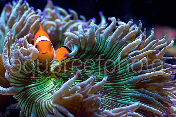 Amphiprion ocellaris 02