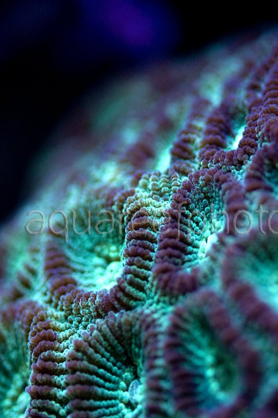 Favia helianthoides 01