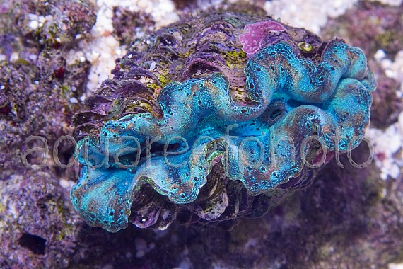 Tridacna crocea 01