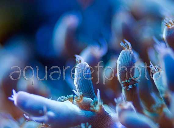 Acropora turaki 01