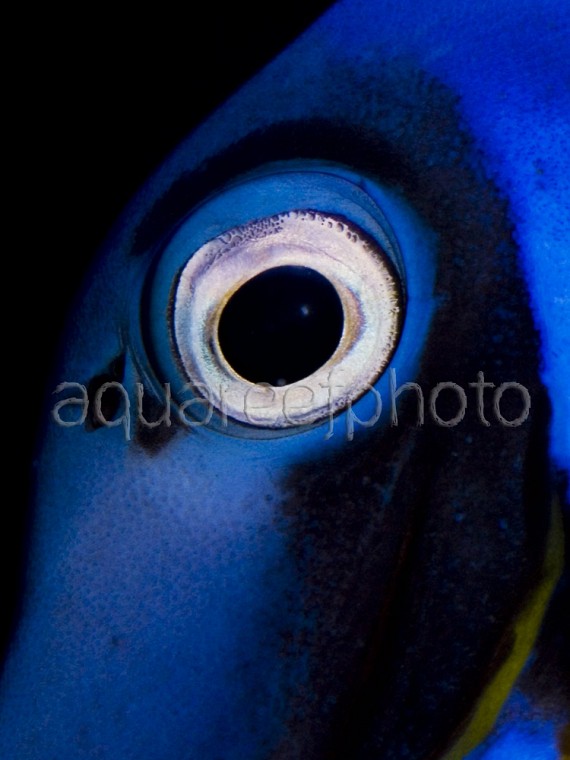 Acanthurus leucosternon 01