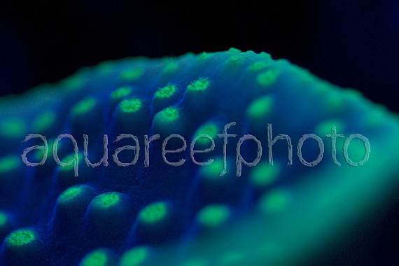 Turbinaria actinic
