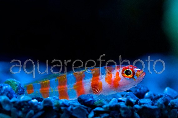 Trimma cana 01
