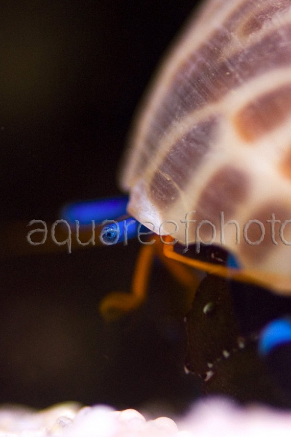 Calcinus elegans 01