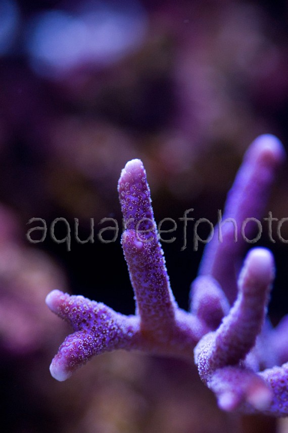 Montipora digitata 01