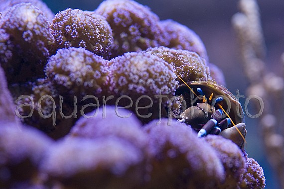 Calcinus & Stylophora