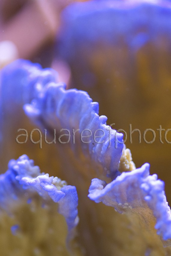 Montipora foliosa 01