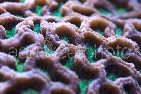 Platygyra daedalea 01
