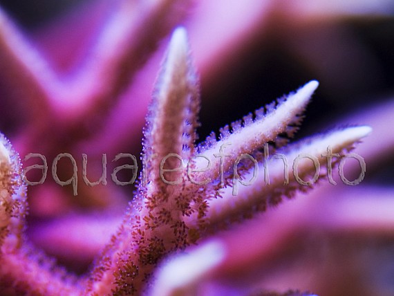 Seriatopora hystrix 01