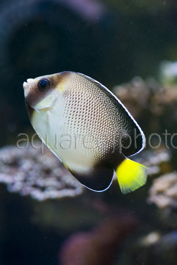 Apolemichthys xanthurus 01