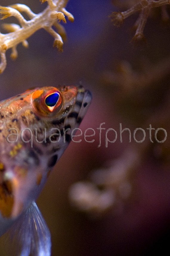 Serranus baldwini 01
