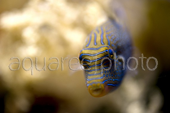 Canthigaster solandri 01