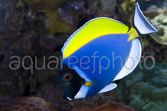Acanthurus leucosternon 02