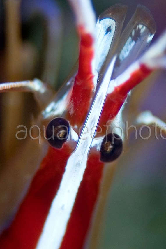 Lysmata amboinensis 01