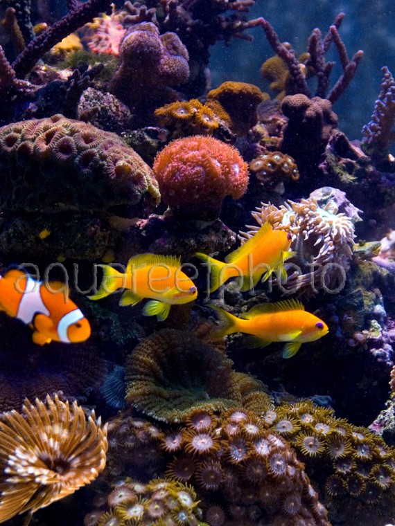 Pseudanthias squamipinnis 02