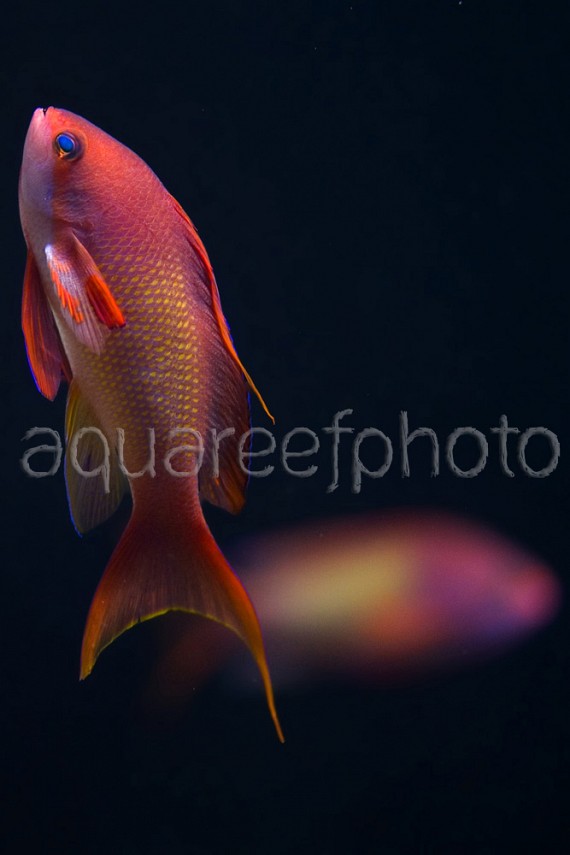 Pseudanthias squamipinnis 03
