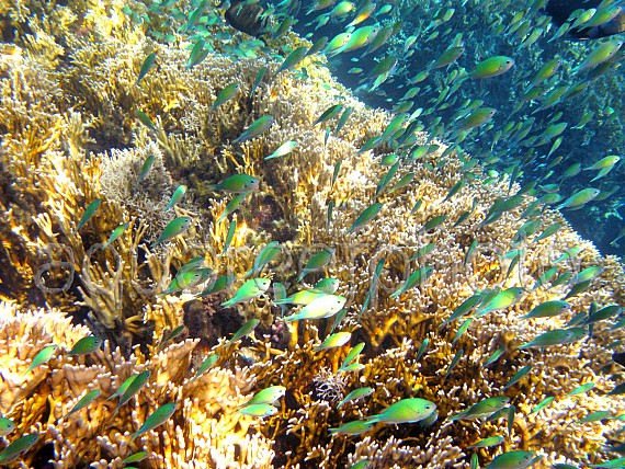 Chromis viridis 02