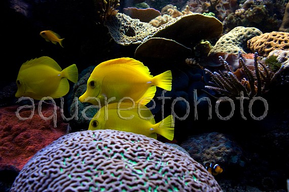 Zebrasoma flavescens 02