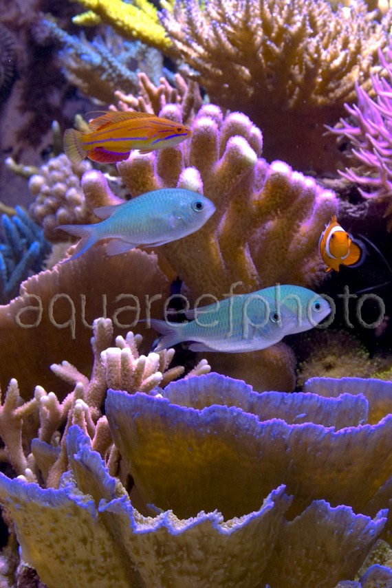 Chromis viridis & P. mccoskeri