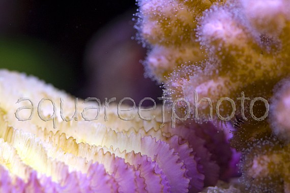 Pocillopora & Fungia