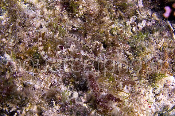 Corythoichthys flavofasciatus 01
