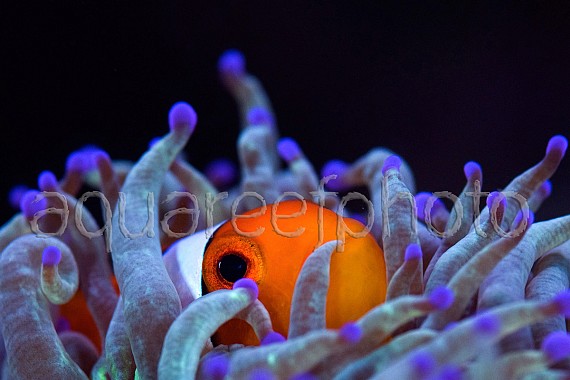 Amphiprion ocellaris 03