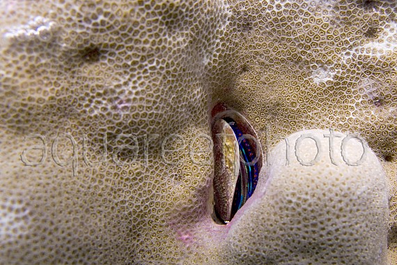 Pedum spondyloideum 01