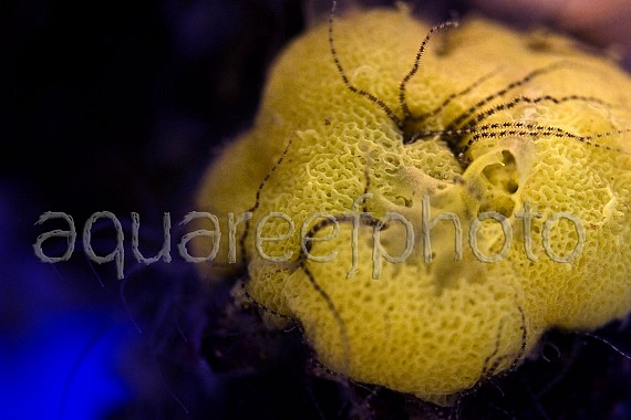 Clathrina & Ophiothrix