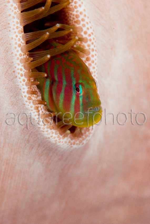 Gobiodon histrio 06 (the hide and seek)