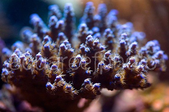 Acropora tenuis 01
