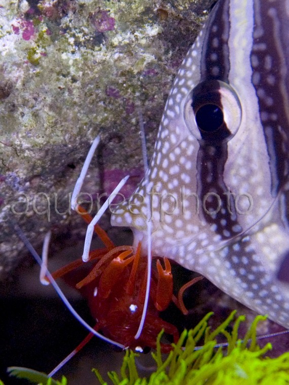 Z.desjardinii & L.debelius