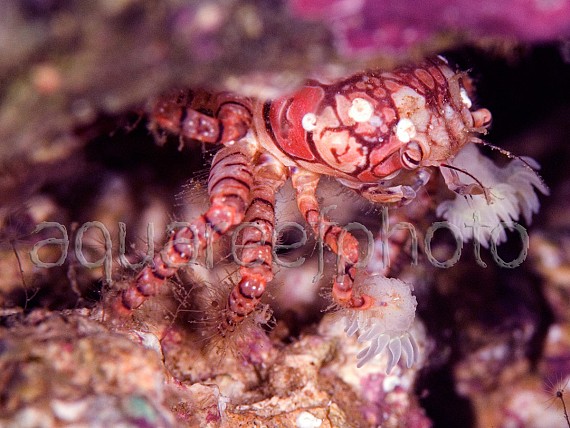Lybia tesselata 01