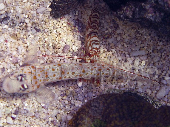 Alpheus Bellulus & A. guttata