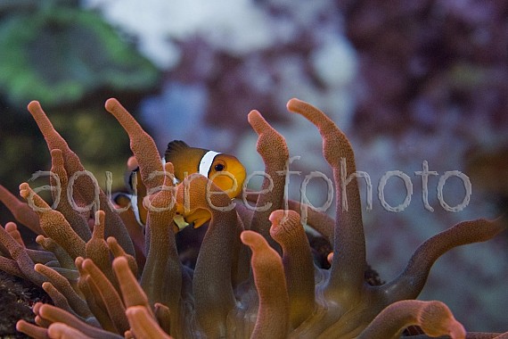 Amphiprion ocellaris & E. quadricolor